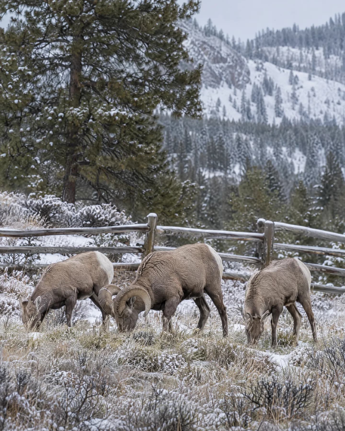 Three bighorn sheep, a ram and two ewes, grazing on a frosty verge by a split-rail fence