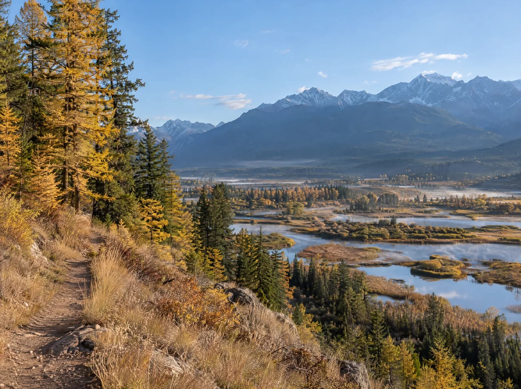 Golden larch along a benchland trail above the channels and ponds of the Columbia Wetlands